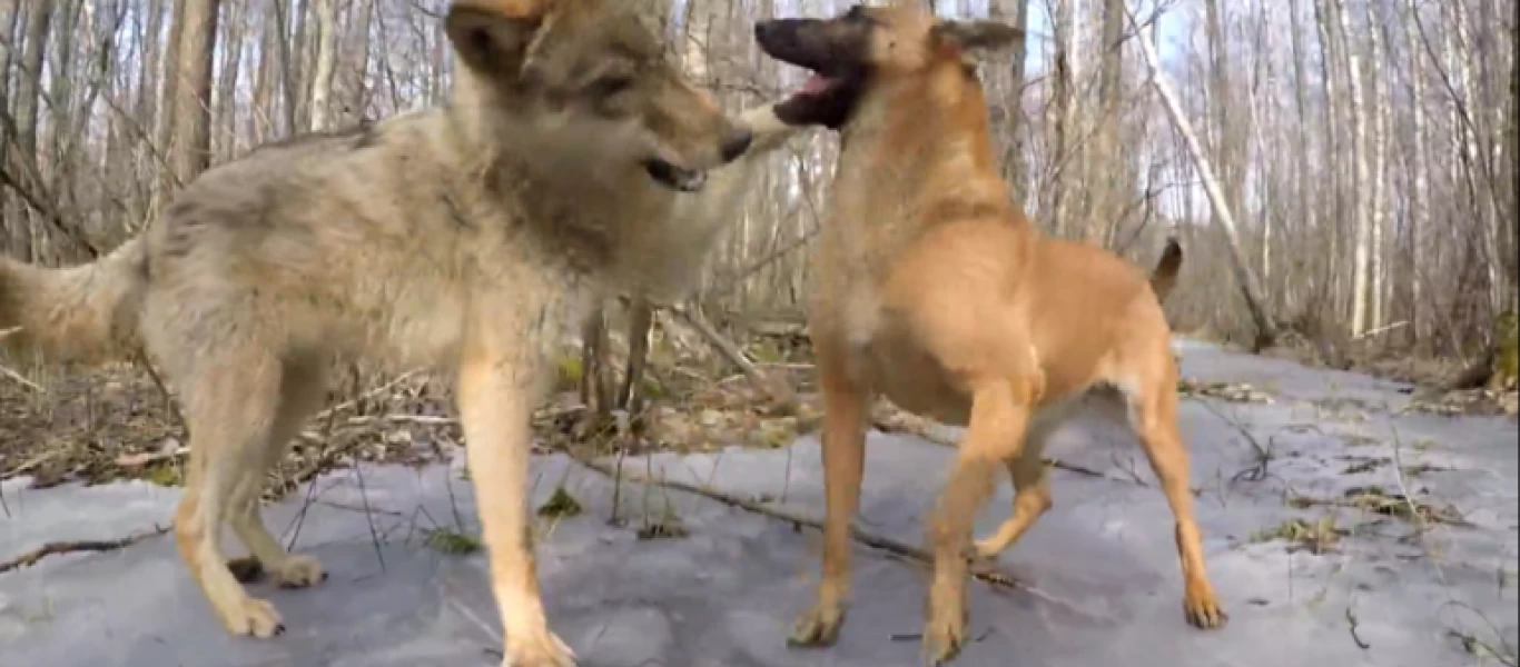 Σκύλος συναντά στο δάσος έναν λύκο - Η συνέχεια απλά... καταπληκτική (βίντεο)